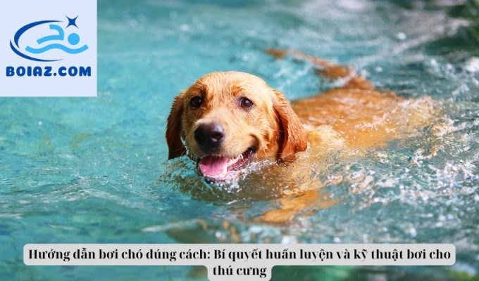 Hướng dẫn bơi chó đúng cách: Bí quyết huấn luyện và kỹ thuật bơi cho thú cưng