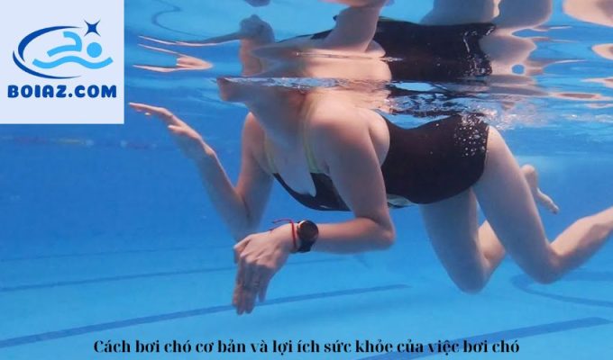 Cách bơi chó cơ bản và lợi ích sức khỏe của việc bơi chó